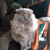 Images de profil de Shania - Blooming Pets - Petsitting et garde d'animaux à domicile