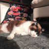 Images de profil de Shania - Blooming Pets - Petsitting et garde d'animaux à domicile