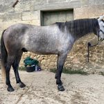 Lebrero Mon Cheval  PRE Hongre - Garde d'animaux à domicile