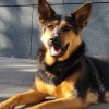 Images de profil de Anémone - Blooming Pets - Petsitting et garde d'animaux à domicile