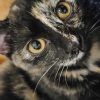 Images de profil de Anémone - Blooming Pets - Petsitting et garde d'animaux à domicile