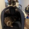 Images de profil de Anémone - Blooming Pets - Petsitting et garde d'animaux à domicile