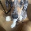 Images de profil de Sharlyn - Blooming Pets - Petsitting et garde d'animaux à domicile