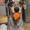 Images de profil de Sharlyn - Blooming Pets - Petsitting et garde d'animaux à domicile