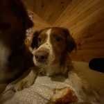 Sammy Mon Chien  Berger Australien Mâle - Garde d'animaux à domicile