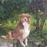 Thelma Mon Chien  Berger Australien Femelle stérilisée - Garde d'animaux à domicile