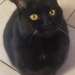 Bouchon Mon Chat  Croisé Mâle stérilisé - Garde d'animaux à domicile