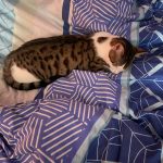 Pixel Mon Chat  Croisé Mâle stérilisé - Garde d'animaux à domicile