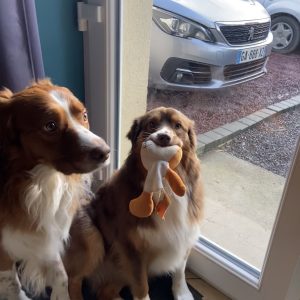 Images de profil de Simon - Blooming Pets - Petsitting et garde d'animaux Ă domicile