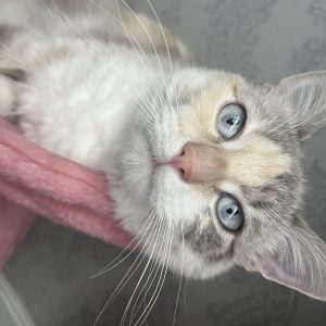 Choupette