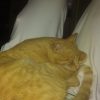Images de profil de Salim - Blooming Pets - Petsitting et garde d'animaux à domicile