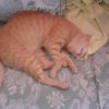 Images de profil de Salim - Blooming Pets - Petsitting et garde d'animaux à domicile
