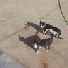 Images de profil de Salim - Blooming Pets - Petsitting et garde d'animaux à domicile