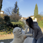Eden Mon Chien  Samoyède Femelle stérilisée - Garde d'animaux à domicile