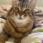 Cookie Mon Chat  Européen Mâle stérilisé - Garde d'animaux à domicile