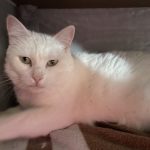 Snow Mon Chat  Européen Femelle - Garde d'animaux à domicile