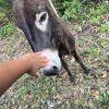 Images de profil de Solenn - Blooming Pets - Petsitting et garde d'animaux à domicile