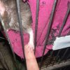 Images de profil de Solenn - Blooming Pets - Petsitting et garde d'animaux à domicile
