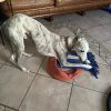 Images de profil de Solenn - Blooming Pets - Petsitting et garde d'animaux à domicile