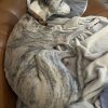 Images de profil de Solenn - Blooming Pets - Petsitting et garde d'animaux à domicile