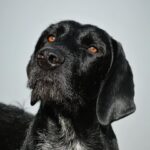 Socrate Mon Chien  Brachet Allemand Mâle - Garde d'animaux à domicile