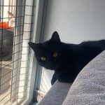 Tsuki Mon Chat  Européen Mâle - Garde d'animaux à domicile