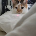 Kitkat Mon Chat  Européen Femelle - Garde d'animaux à domicile