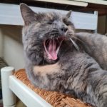 Isis Mon Chat  Chartreux Femelle - Garde d'animaux à domicile