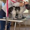 Images de profil de Sophia - Blooming Pets - Petsitting et garde d'animaux à domicile