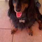 Rafi Mon Chien  Teckel Mâle - Garde d'animaux à domicile