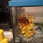 1 Poissons - 15 Litres Mon Aquarium d’eau douce    - Garde d'animaux à domicile