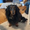 Images de profil de Sophie - Blooming Pets - Petsitting et garde d'animaux à domicile