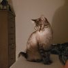 Images de profil de Sophie - Blooming Pets - Petsitting et garde d'animaux à domicile