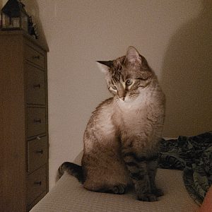 Images de profil de Sophie - Blooming Pets - Petsitting et garde d'animaux Ă domicile