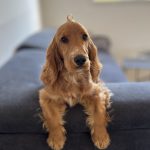 Vegas Mon Chien  Cocker Anglais Mâle - Garde d'animaux à domicile
