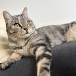 Tara Mon Chat  European Shorthair (Européen) Femelle - Garde d'animaux à domicile