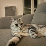 Tynie Mon Chat  European Shorthair (Européen) Femelle - Garde d'animaux à domicile
