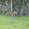 Images de profil de Sophie - Blooming Pets - Petsitting et garde d'animaux à domicile