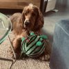 Images de profil de Sophie - Blooming Pets - Petsitting et garde d'animaux à domicile