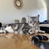 Images de profil de Sophie - Blooming Pets - Petsitting et garde d'animaux à domicile