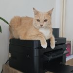 Cacahuete Mon Chat  Européen Femelle - Garde d'animaux à domicile
