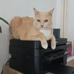 Cacahuete Mon Chat  Européen Femelle - Garde d'animaux à domicile