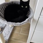 Smarties Mon Chat  Européen Femelle - Garde d'animaux à domicile