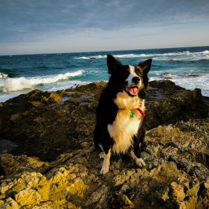 Images de profil de Stéphanie - Blooming Pets - Petsitting et garde d'animaux à domicile