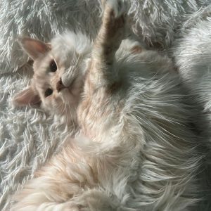 Images de profil de Stephanie - Blooming Pets - Petsitting et garde d'animaux Ă domicile