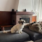 Gizmo Mon Chien  Shih Tzu Mâle - Garde d'animaux à domicile