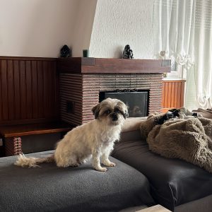 Gizmo