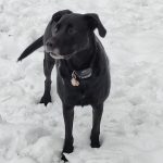 Nanouk Mon Chien  Labrador Retriever Mâle - Garde d'animaux à domicile