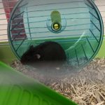 Tic Mon Hamster  Russe (Nain Russe) Mâle - Garde d'animaux à domicile