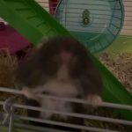 Tac Mon Hamster  Russe (Nain Russe) Mâle - Garde d'animaux à domicile